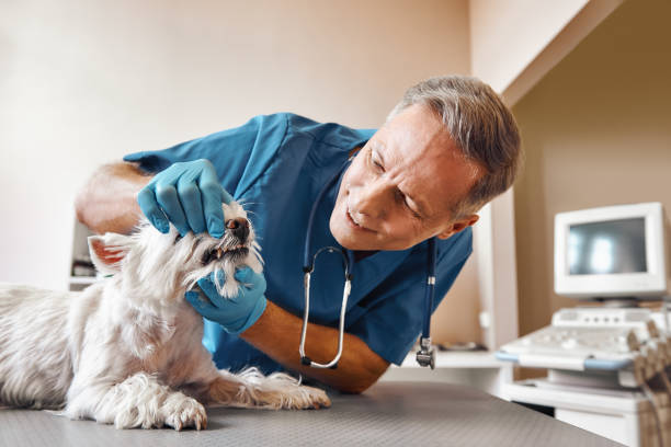 Best Emergency X-Rays and Diagnostics in Ashville, OH